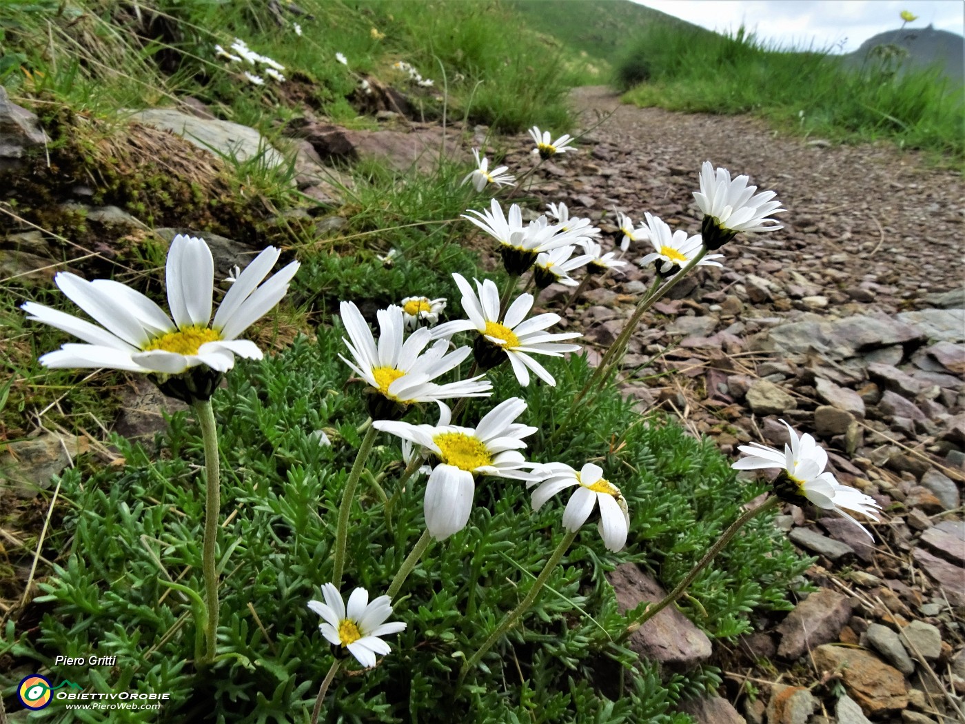 27 Leucanthemopsis alpina (Margherita alpina) sul sent. 101-109.JPG